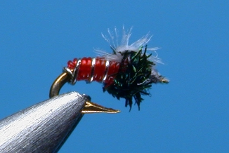 A midge pupa #32 A midge pupa #32