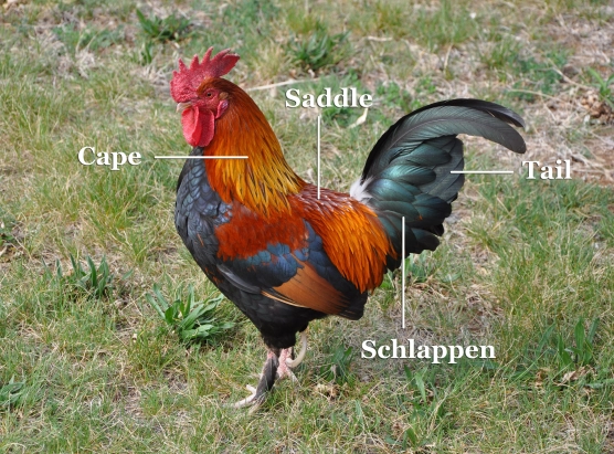 Rooster feathers Rooster feathers