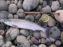 User submitted picture: Beautiful Skeena sockeye