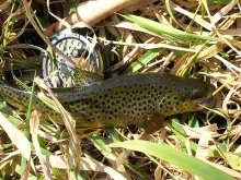 User submitted picture: A Wild Brown one of many ...