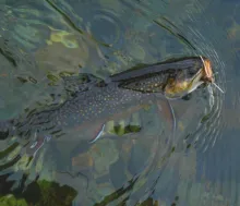 User submitted picture: Salvelinus Fontinalis & M...