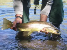 User submitted picture: Brown trout of AluminÃ© ri...