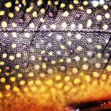 User submitted picture: PA Brook trout. Caught on...