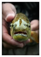 User submitted picture: Her Majesty the Trout