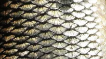 User submitted picture: Scales of chub