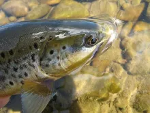 User submitted picture: Brown Trout
