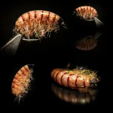 User submitted picture: EPOXY GAMMARUS
Ice Dubbi...