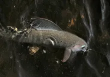 User submitted picture: Arctic Grayling-A healthy...