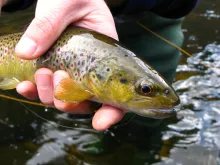 User submitted picture: "French brownies" by ww...