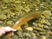 User submitted picture: releasing a 27 inch nz br...