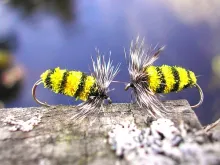 User submitted picture: Wasps + water = fish