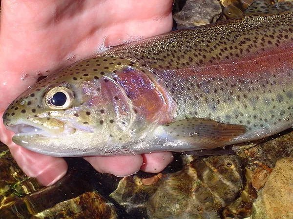 User submitted picture: A beautiful spring mornin...