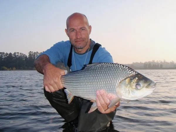 User submitted picture: A Sabalo, Prochilodus lin...