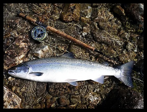 User submitted picture: 83cm nice salmon and tool...